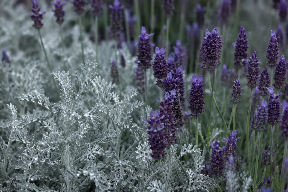 Detalle de espigas de lavanda y santolina con rocío