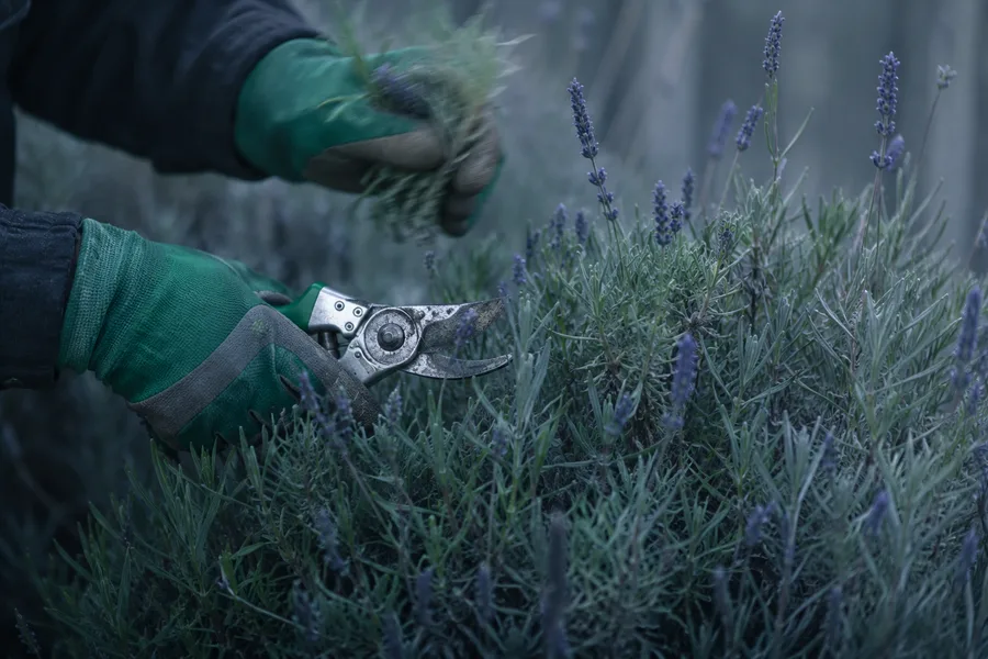 Tijeras de podar trabajando sobre una mata de lavanda